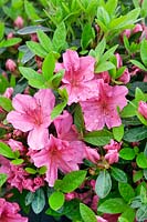 Rhododendron Renee Michelle