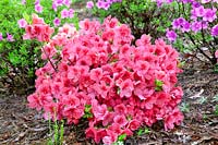 Rhododendron Red Slippers