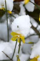 Jasminum nudiflorum, flower covered with snow