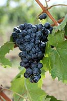 Vitis vinifera Cabernet Sauvignon