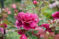 Rosa Sophy's Rose ®
