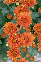 Chrysanthemum Bold Gretchen
