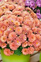 Chrysanthemum Jazzy Ursula™ Coral