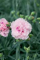 Dianthus Scent First™ Candy Floss