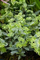 Euphorbia Helena's Blush