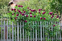 Dahlia in farmers garden with wooden fence