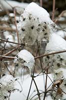 Clematis vitalba covered with ice and snow