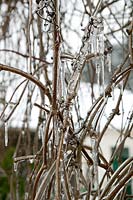Twigs covered with ice and icicles