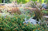 Garden scenery with  Lantana, Cineraria, Eucalyptus and Pennisetum