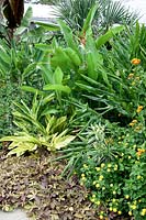 Tropical Garden with Musa, Lantana, Heliconia, Heliconia Variegata, Ipomoea batatas