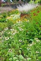 Perennial garden with Echinacea, Helenium, Sedum und Ziergräser