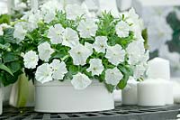 Petunia in container with candles