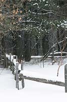 Winter impression woodland scene