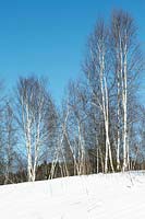 Winter landscape with Betula