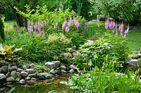 Pond with aquatic plants, perennial border with Astilbe, Hosta 