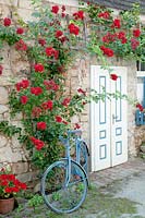 Entrance with bicycle and climbing rose