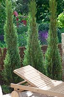 Garden scenery with wooden lounge chair and Juniperus 