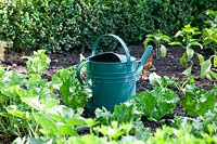 Impression with watering can in the vegetable garden