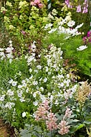 Perennials garden with white flowers