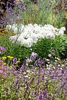 Perennials garden with Phlox paniculata white
