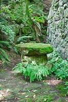 Stones in forest covered with moss, surrounded by ferns