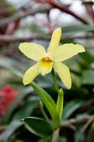 Cattleya, yellow