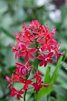 Epidendrum, red