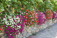 Summerflowers for the garden fence / Petunia and Pelargonium