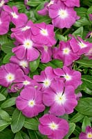 Catharanthus roseus Pacifica Orchid Halo