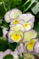Viola cornuta Etain