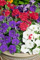 Planter with Petunia blue and white, Verbena red