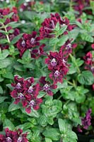 Cuphea Vienco® Purple Red