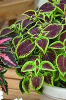 Plectranthus scutellarioides Mosaik™ Burgundy Velvet