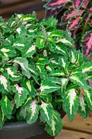 Plectranthus scutellarioides Mosaik™ Amazon Green