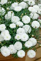 Argyranthemum frutescens Sassy® Compact Double White
