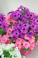 Petunia Easy Wave® Opposites Attract Mix