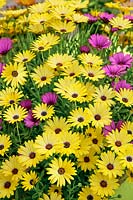 Osteospermum Sunscape ® Daisy Crescendo™ Yellow