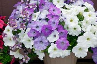 Flower box with Petunia Glow Lavender Shades, Petunia Ray™ White, Nemesia Karoo Violet Ice