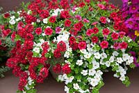 Annual flower mixed with Verbena Veralena™ Red, Sutera Gulliver White, Calibrachoa Noa™ Red in pot
