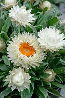 Xerochrysum bracteatum Xagros® White