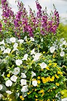 Mixed annuals with Angelonia and Torenia