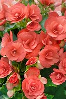Begonia Elatior-Hybriden rose