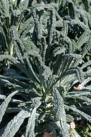 Brassica oleracea var. sabellica Noir de Toscane