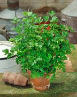 Petroselinum crispum var. neapolitanum Commun 2 in pot