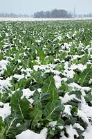 Brassica oleracea var. botrytis in snow