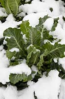 Brassica oleracea var. botrytis covered with snow