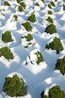Brassica oleracea var. sabellica covered with snow