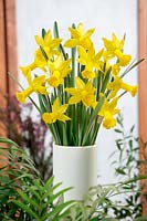 Narcissus cyclamineus Peeping Tom in vase