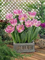 Tulipa Crispa Oviedo in wooden box
