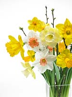 Narcissus mixed in vase